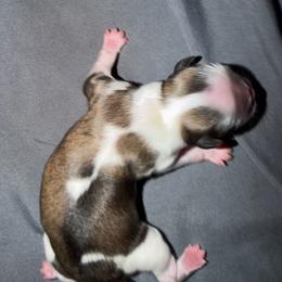 Tron - Tricolor male Shih Tzu puppy in Melbourne, Florida from Sassy Shih Tzu Puppies