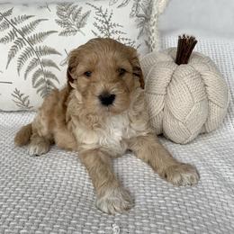 Goldendoodle Puppies from Temecula Creek Doodles