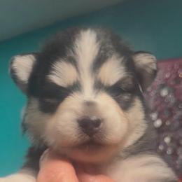 Chachi - Black and white male Pomsky puppy in Spring Hill, Florida from PDQ Pomskies