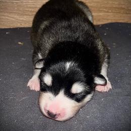 Girl3 - Seal and white female Alaskan Malamute puppy in Michigan from Warrior’s Legacy Alaskan Malamutes