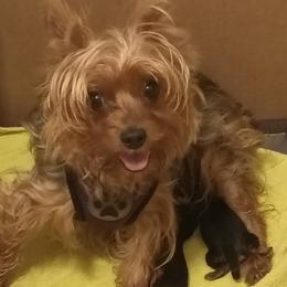 Rita - Black and tan female Yorkshire Terrier puppy in Potomac, Maryland from Fabiana's Yorkshire Terriers
