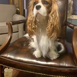 Ch Bentley - Cavalier King Charles Spaniel