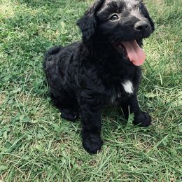 Aussiedoodle Puppies from Soap Creek Kennels