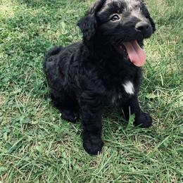 Aussiedoodle Puppies from Soap Creek Kennels