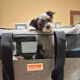 Pepper - Parti female Yorkshire Terrier puppy in Illinois from Pretty Little Yorkies