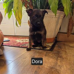 Dora - Sable female German Shepherd puppy in Cave City, Arkansas from Bayou Valley Shepherds and American Hunt Terriers