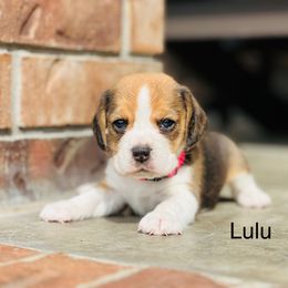 Lulu - Black tan and white female Beagle puppy in Mansfield, Missouri from Rippee Creek Kennel