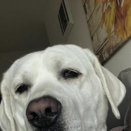 Labrador Retriever All Grown Up from Kylie's White Labradors of Scottsdale