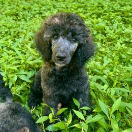 Salsa - Brindle female Poodle puppy in Kirkville, New York from Mosswood Standard Poodles