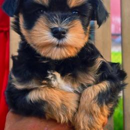 Roxie - Black and silver female Miniature Schnauzer puppy in Texas from Blue Rose's Schnauzers