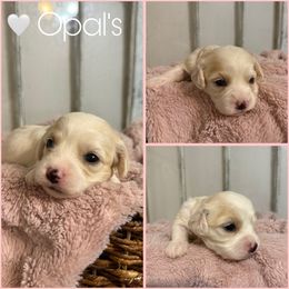 Girl 4 - Blenheim female Cavachon puppy in Smoot, Wyoming from Designer Mountain Mutts