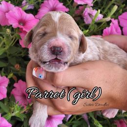 Goldendoodle Puppies from Sister Doodles