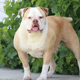 Kalina - American Bulldog