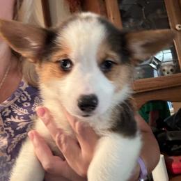 Faith - Black and tan female American Corgi puppy in Orangevale, California from Corgis of the Heart