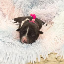 Emerald - Black tri-color female Australian Shepherd puppy in Placerville, California from BFF Aussies