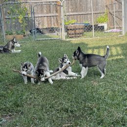 Siberian Husky Puppies from Husky Love and Pups