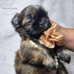 Girl 2 - Brindle female Shih Tzu puppy in League City, Texas from Divine Pups
