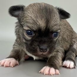 Cocoa - Fawn brindled black female Chihuahua puppy in Westport, New York from Chantilly chihuahuas
