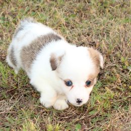 Mocha - Sable merle and white male American Corgi puppy in Leighton, Alabama from Bar P Livestock Corgis