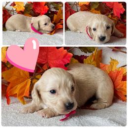 Martha - Cream female Dachshund puppy in Bartow, Florida from Buck Fifty Ranch doxies