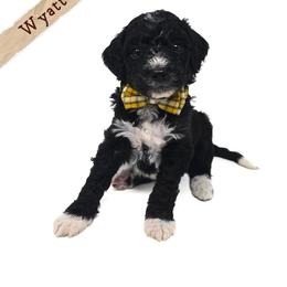 Wyatt - Black and white male Bernedoodle puppy in Crawfordsville, Indiana from Winding Creek Ranch Doodles