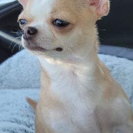 Chihuahuas from Waynerae Chihuahuas
