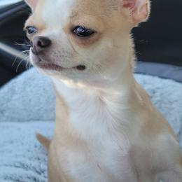 Chihuahuas from Waynerae Chihuahuas