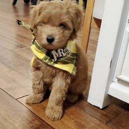 Aussiedoodle, Goldendoodle, and Miniature Australian Shepherd Puppies from JMR Aussies and Doodles