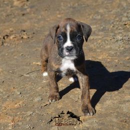 Boxer Puppies from Lieben Boxers