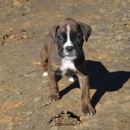 Boxer Puppies from Lieben Boxers