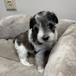 Lily - Parti female Miniature Schnauzer puppy in Lynchburg, Missouri from Copper Rose Farm