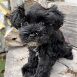 Betsy - Black female Miniature Schnauzer puppy in Silver Creek, Mississippi from Mamie’s Minis, LLC