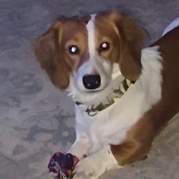 Bodie - Dachshund