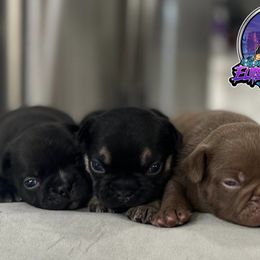 French Bulldogs from Elite Frenchies LLC