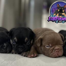 French Bulldogs from Elite Frenchies LLC