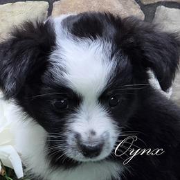 Onyx - Black tri female Miniature American Shepherd puppy in Carney, Oklahoma from Shade Tree Aussies