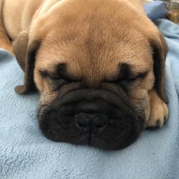 Bullmastiffs and German Shepherds from Boulder Ridge Kennels