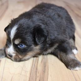 Pegasus - Black tri-color female Australian Shepherd puppy in Sonoita, Arizona from Gardner Canyon Kennels