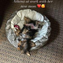 Yorkshire Terrier All Grown Up from Tinypartiyorkies