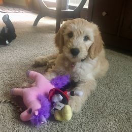 Goldendoodle Puppies from Plantation Puppies