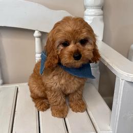 Spruce - Green Collar - Red male Cavapoo puppy in South Jordan, Utah from Simply Sweet Paws. LLC