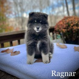 Pomsky Puppies from Blue Ridge Pomsky