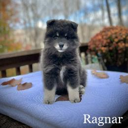 Pomsky Puppies from Blue Ridge Pomsky