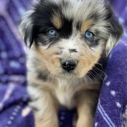 Miniature Australian Shepherds from Kristin Cox's Miniature Australian Shepherds