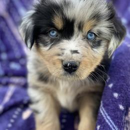 Miniature Australian Shepherds from Kristin Cox's Miniature Australian Shepherds