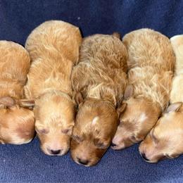 Malibu - Red  male Poodle puppy in Wharton, Texas from In the Red Poodles