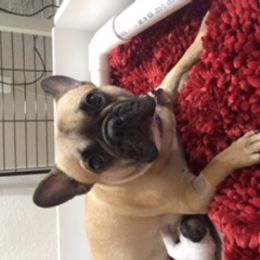 French Bulldog Puppies from PNW French Bulldogs