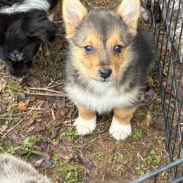 American Corgi and Miniature Australian Shepherd Puppies from TriplecminiaussiesAndCorgis