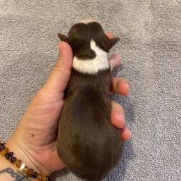 Miniature Australian Shepherd Puppies from Quarle Ranch Mini Aussies