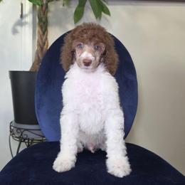 Valor - Brown male Poodle puppy in Plainfield, New Jersey from Caris Paws Poodles and Labradoodles